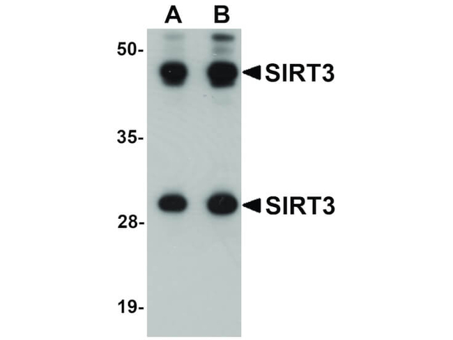 SIRT3 Antibody in Western Blot (WB)