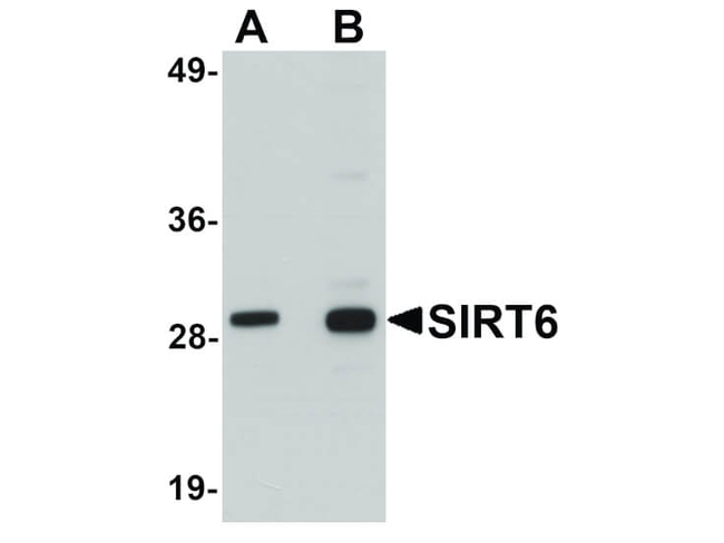 SIRT6 Antibody in Western Blot (WB)