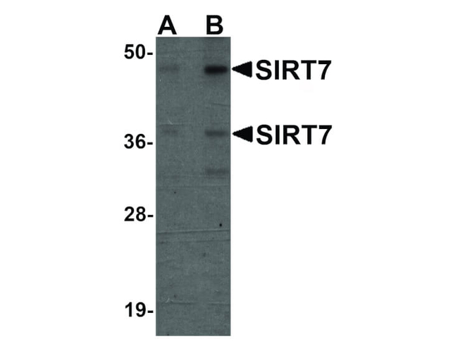 SIRT7 Antibody in Western Blot (WB)