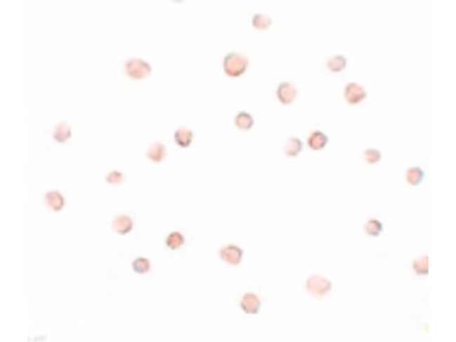 TCC52 Antibody in Immunocytochemistry (ICC/IF)