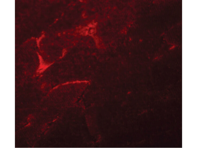 ADAMTSL5 Antibody in Immunocytochemistry (ICC/IF)