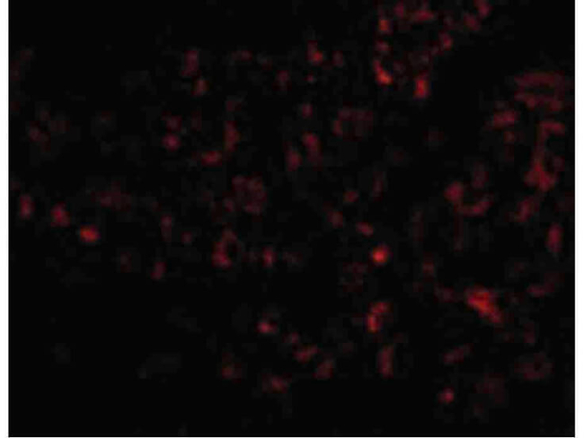 Human Serum Albumin Antibody in Immunocytochemistry (ICC/IF)