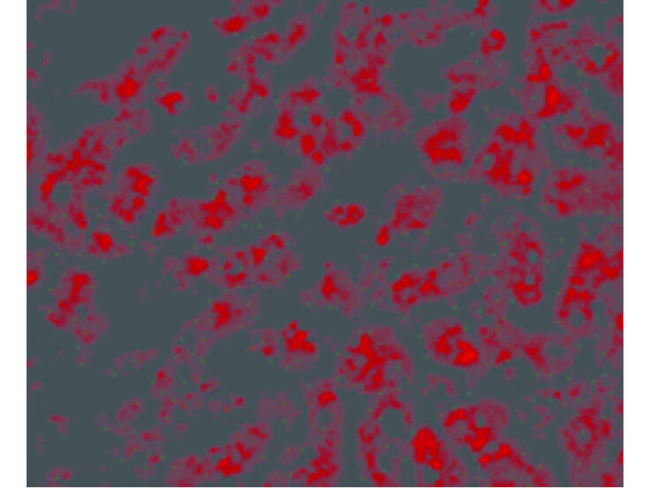 APOLIPOPROTEIN A-I Antibody in Immunocytochemistry (ICC/IF)