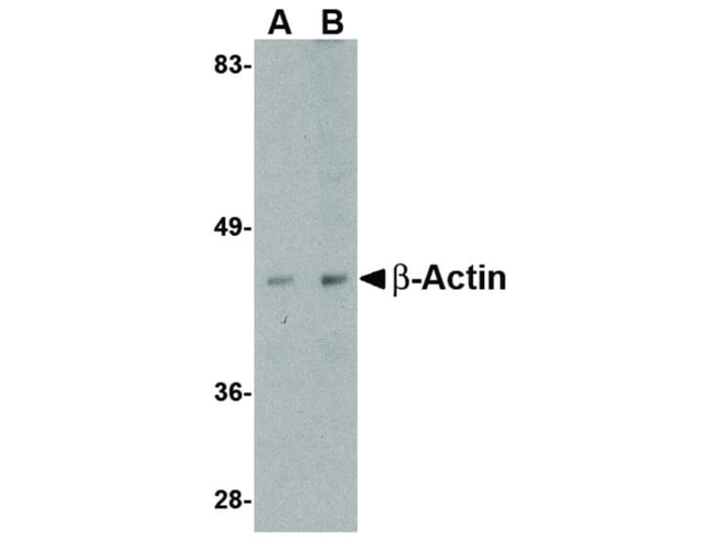 Beta Actin Antibody in Western Blot (WB)