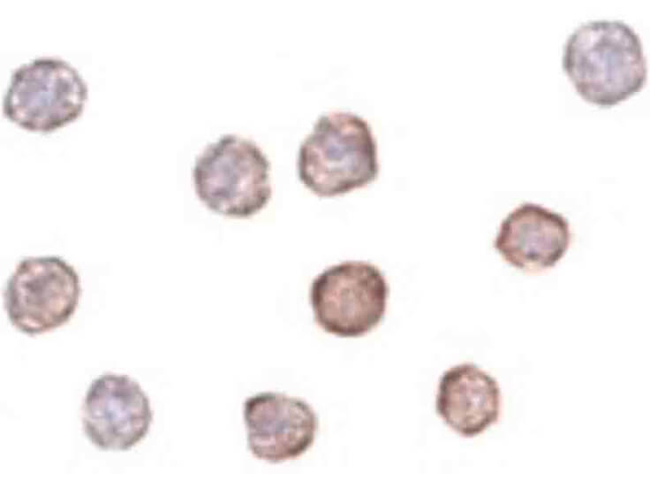 Beta Actin Antibody in Immunocytochemistry (ICC/IF)