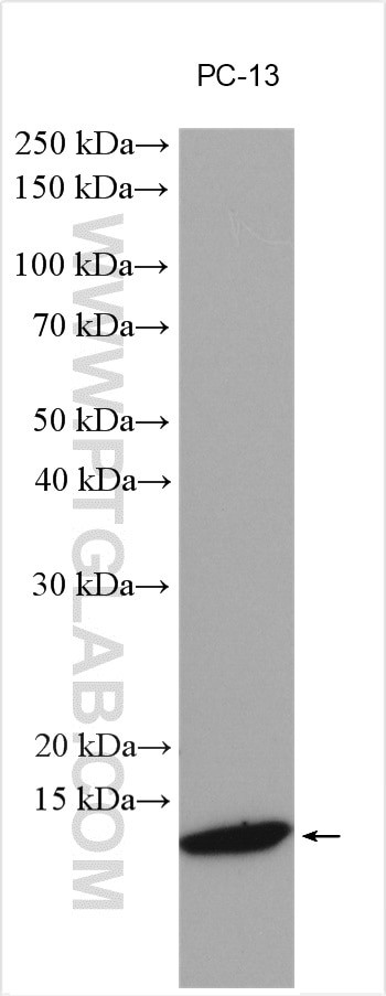 BAGE3 Antibody in Western Blot (WB)