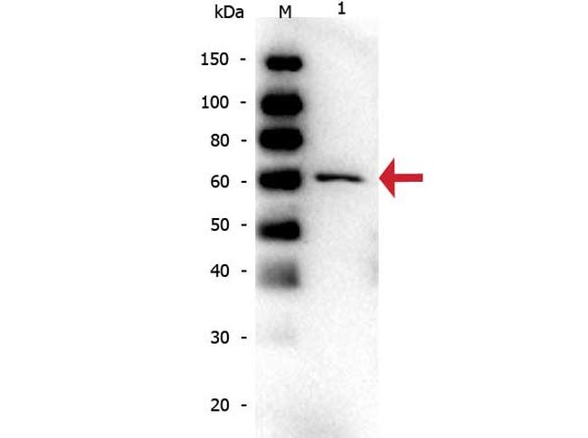 Bovine Serum Albumin Antibody in Western Blot (WB)
