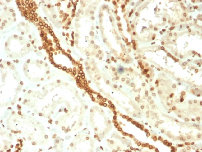 Emerin Antibody in Immunohistochemistry (Paraffin) (IHC (P))
