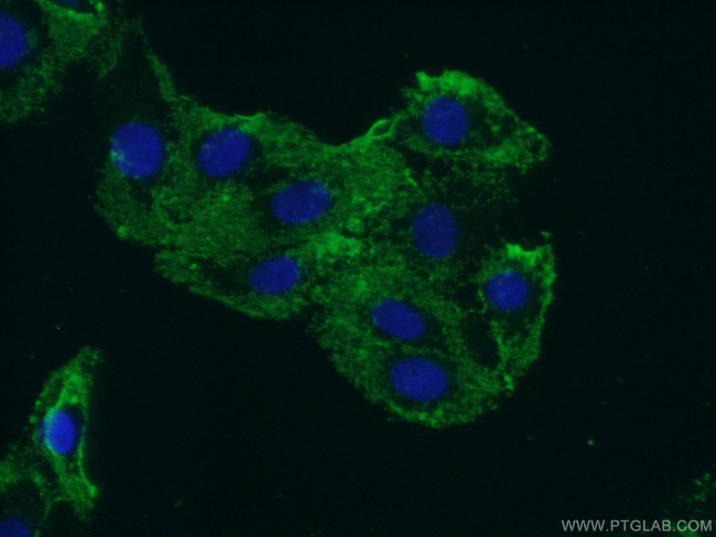 ARHGEF40 Antibody in Immunocytochemistry (ICC/IF)