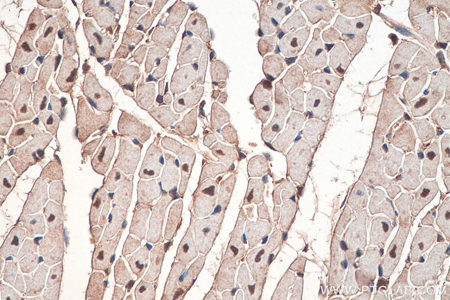 APOBEC2 Antibody in Immunohistochemistry (Paraffin) (IHC (P))