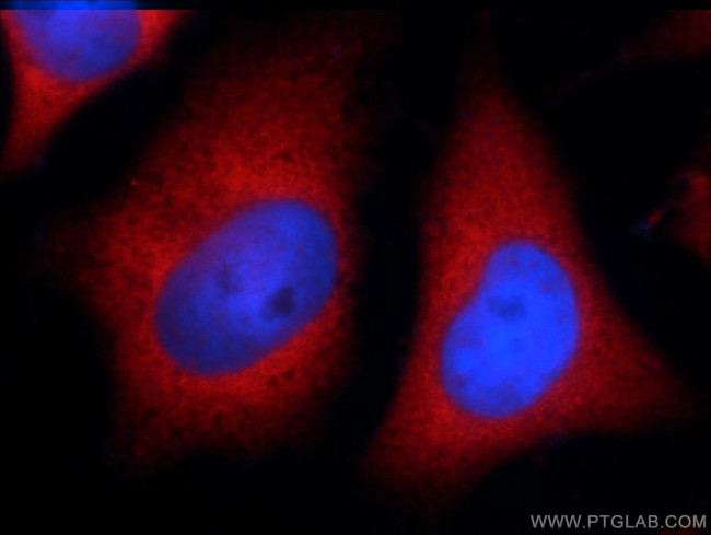 CXorf26 Antibody in Immunocytochemistry (ICC/IF)