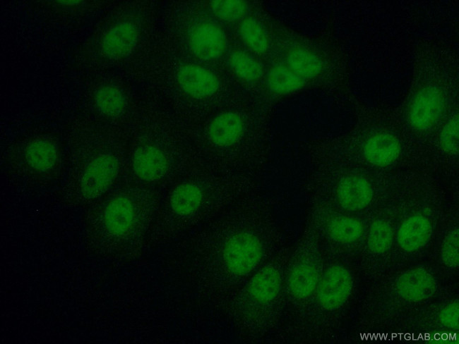 HNRNPUL2 Antibody in Immunocytochemistry (ICC/IF)