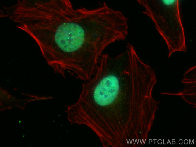 ZFHX3 Antibody in Immunocytochemistry (ICC/IF)