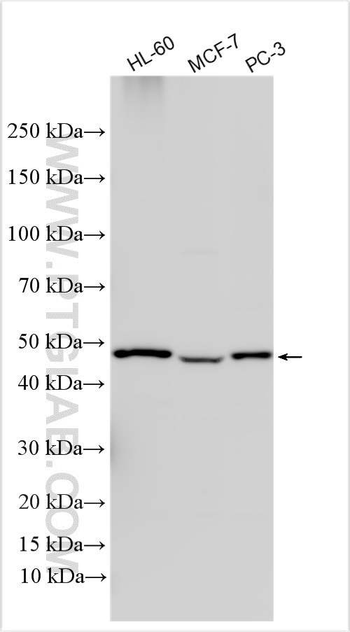 C9orf89 Antibody in Western Blot (WB)