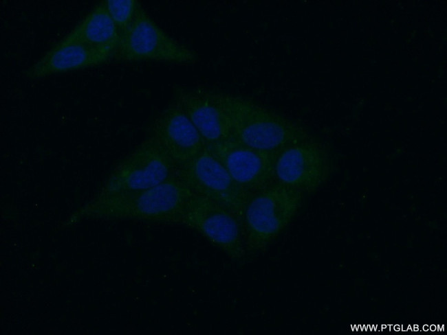 BRP16 Antibody in Immunocytochemistry (ICC/IF)