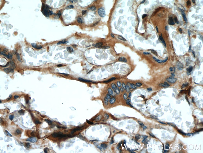 FSTL1 Antibody in Immunohistochemistry (Paraffin) (IHC (P))
