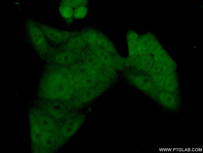 RFXAP Antibody in Immunocytochemistry (ICC/IF)