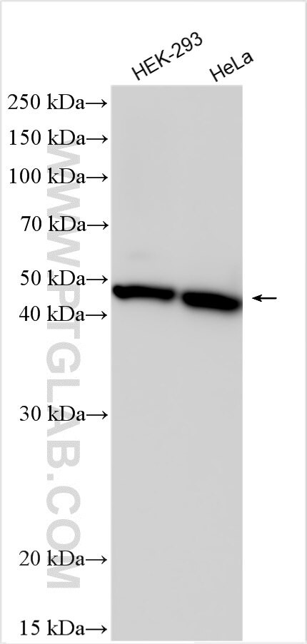 P2RY11 Antibody in Western Blot (WB)