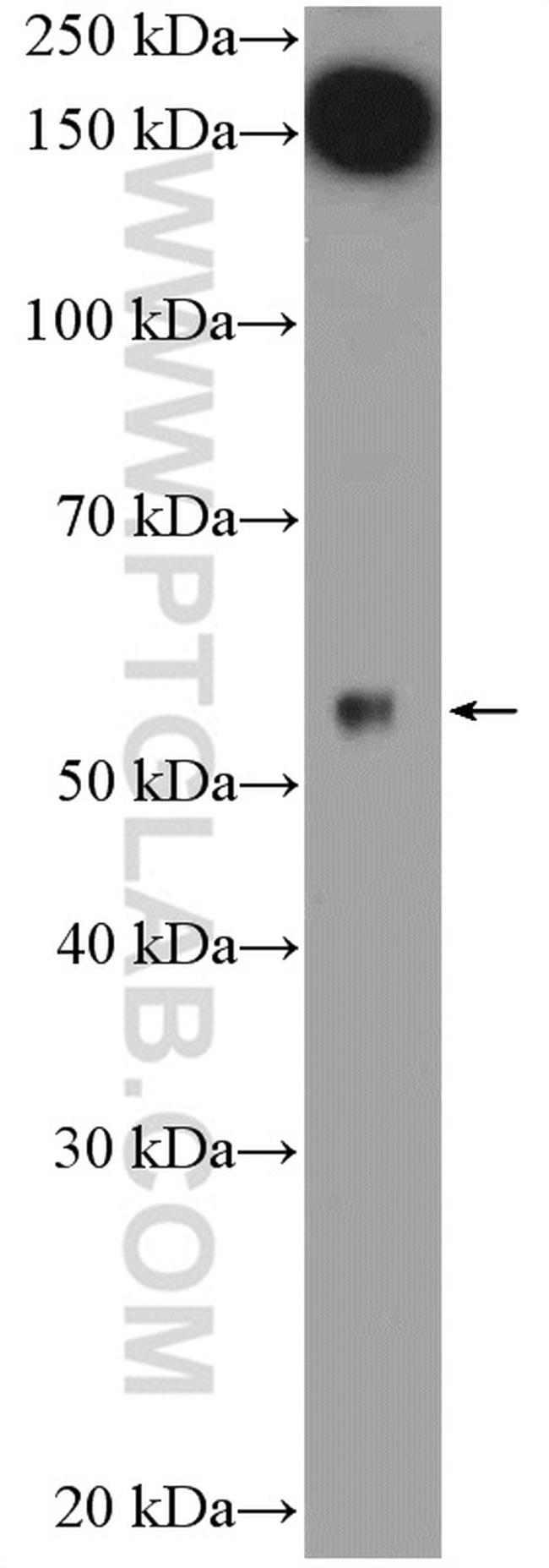 ARMCX1 Antibody in Western Blot (WB)