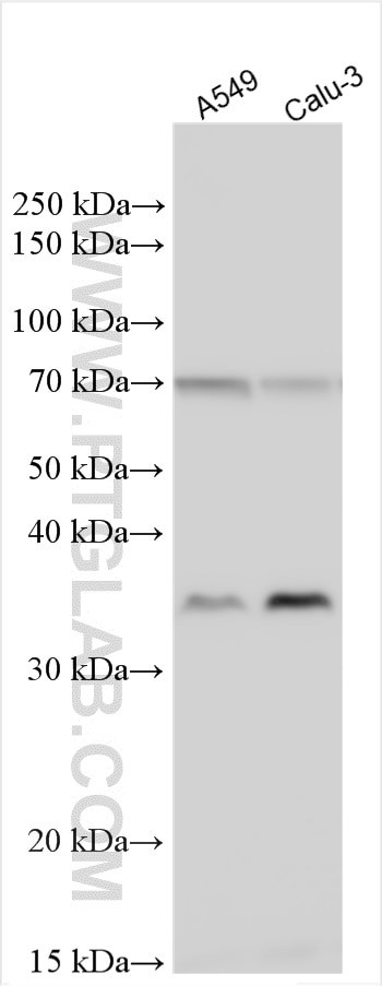 FUT2 Antibody in Western Blot (WB)