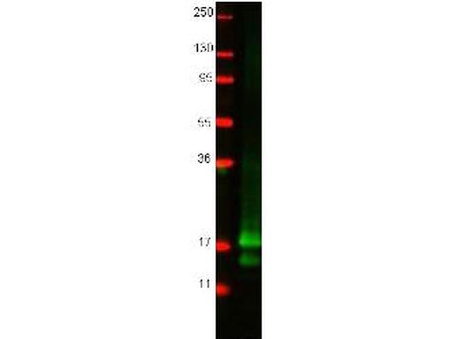 Interferon gamma Antibody in Western Blot (WB)