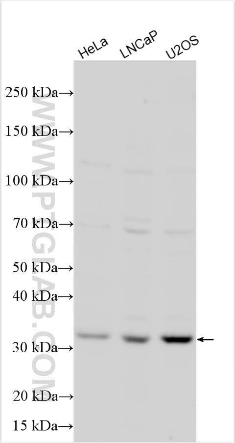ISCA1 Antibody in Western Blot (WB)