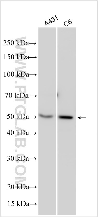 PA1 Antibody in Western Blot (WB)
