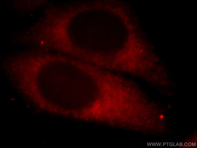 PHD2 Antibody in Immunocytochemistry (ICC/IF)