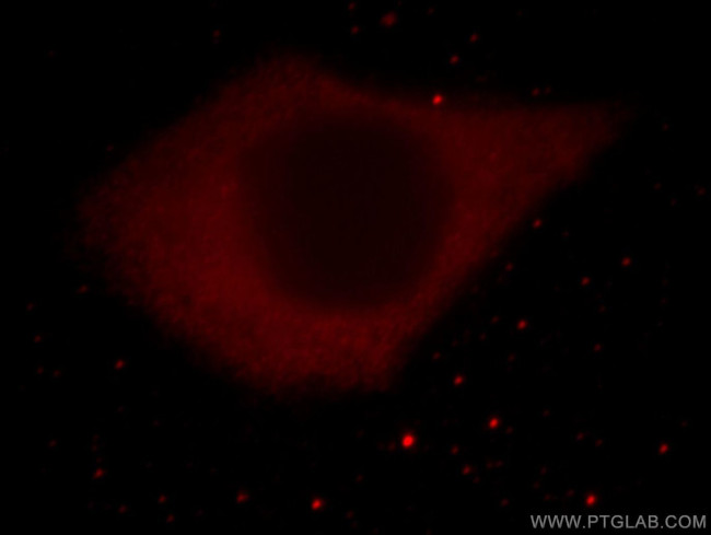 ATG4C Antibody in Immunocytochemistry (ICC/IF)