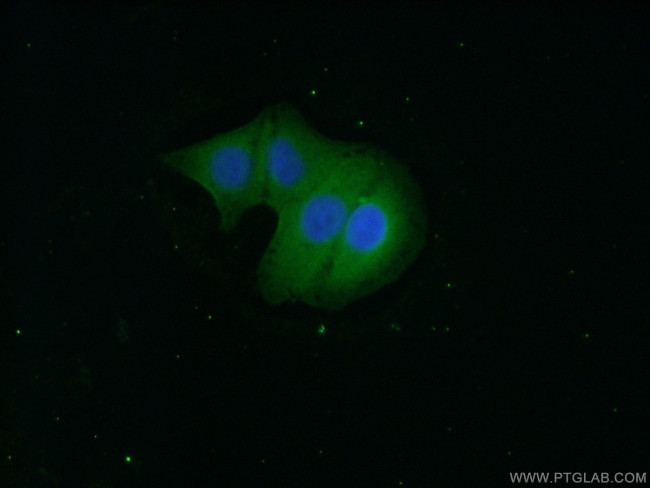 CCDC72 Antibody in Immunocytochemistry (ICC/IF)