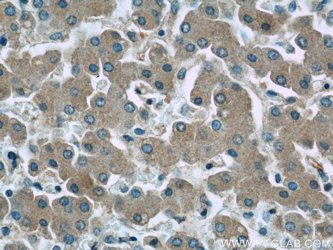 SAA4 Antibody in Immunohistochemistry (Paraffin) (IHC (P))