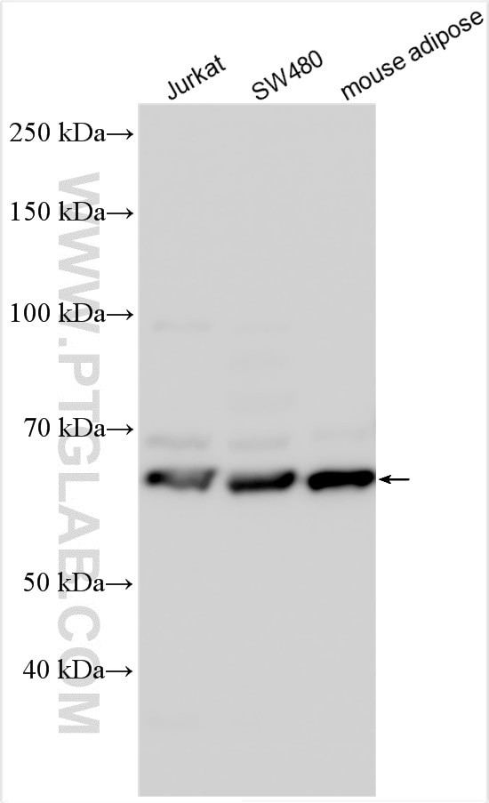 SLC2A10 Antibody in Western Blot (WB)