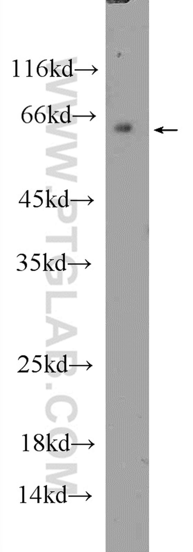 CLK1 Antibody in Western Blot (WB)