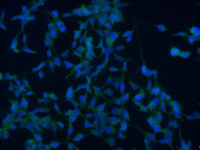 COPZ1 Antibody in Immunocytochemistry (ICC/IF)