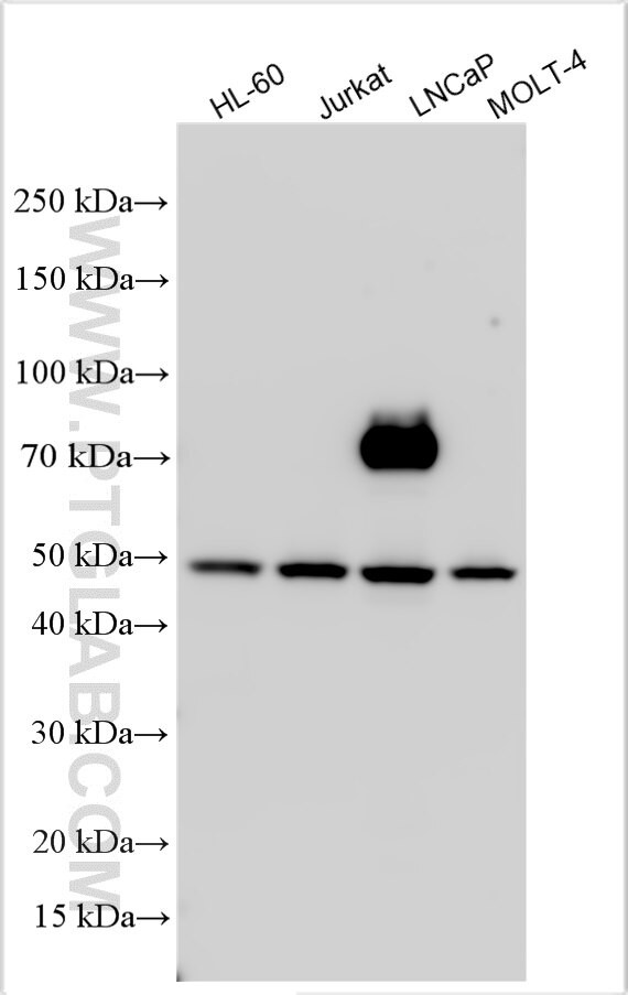 YIPF2 Antibody in Western Blot (WB)