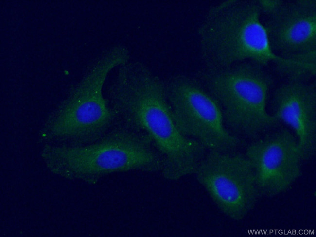 USP33 Antibody in Immunocytochemistry (ICC/IF)
