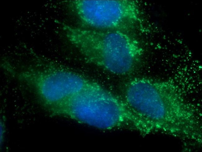 C10orf58 Antibody in Immunocytochemistry (ICC/IF)