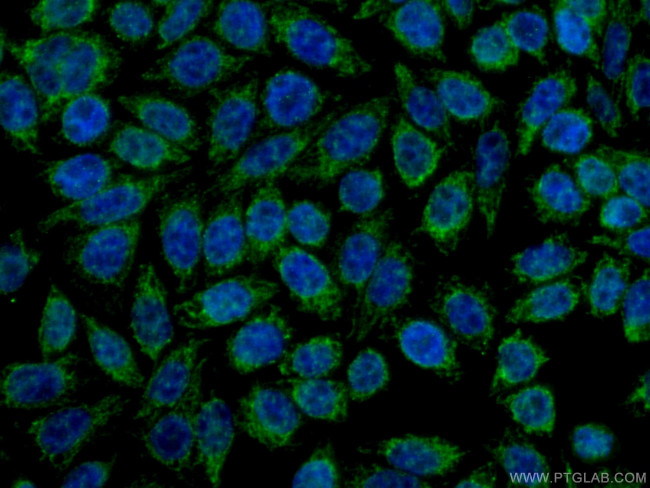CCDC51 Antibody in Immunocytochemistry (ICC/IF)
