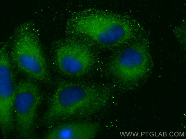 C19orf50 Antibody in Immunocytochemistry (ICC/IF)
