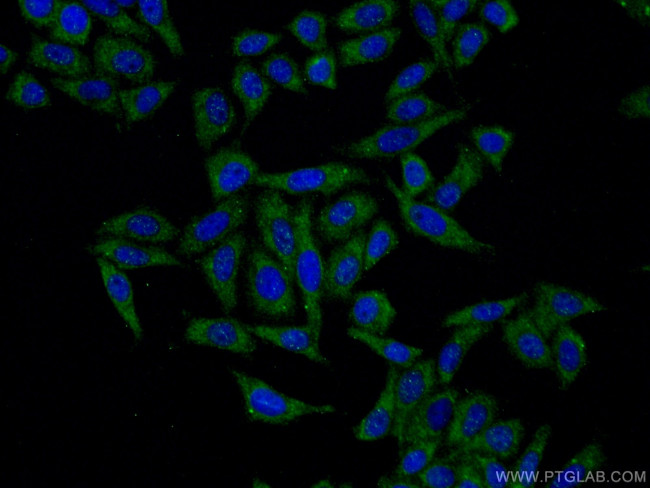ARMC10 Antibody in Immunocytochemistry (ICC/IF)