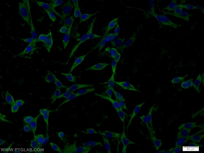 FAM164C Antibody in Immunocytochemistry (ICC/IF)
