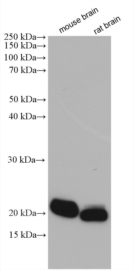 NUDT3 Antibody in Western Blot (WB)