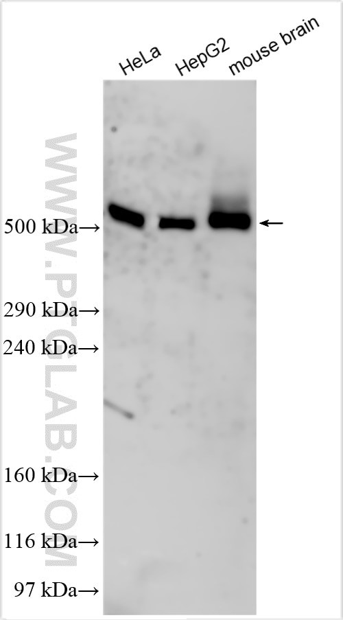 C12orf51 Antibody in Western Blot (WB)