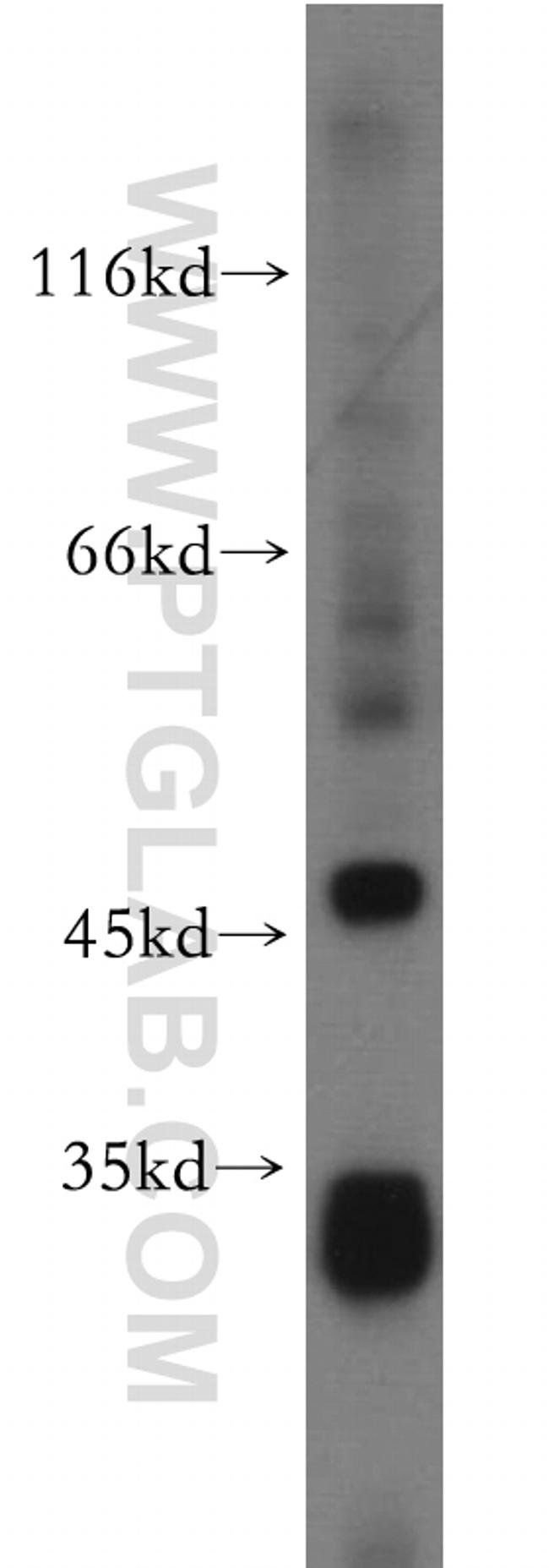 PEX7 Antibody in Western Blot (WB)