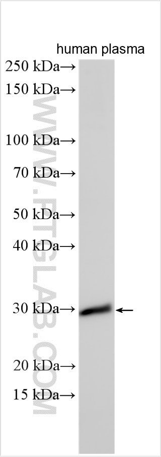 C2orf7 Antibody in Western Blot (WB)