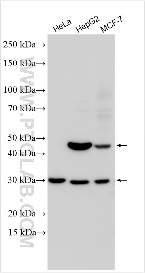 CYHR1 Antibody in Western Blot (WB)