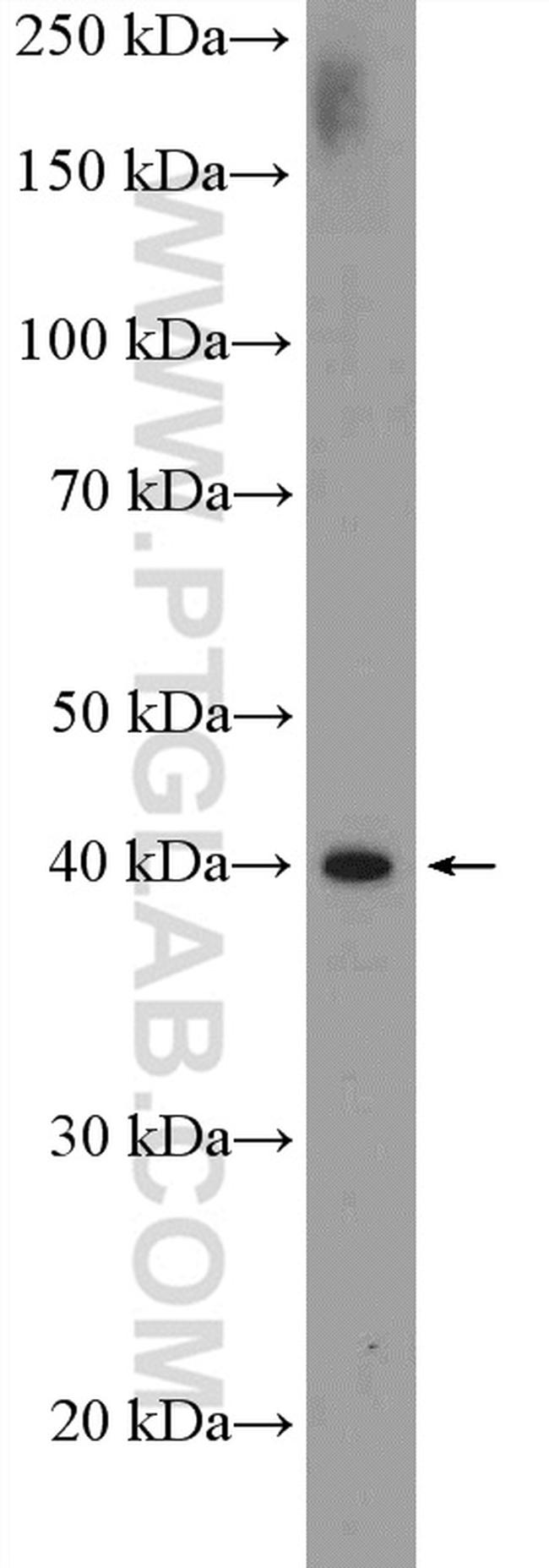 WDR74 Antibody in Western Blot (WB)