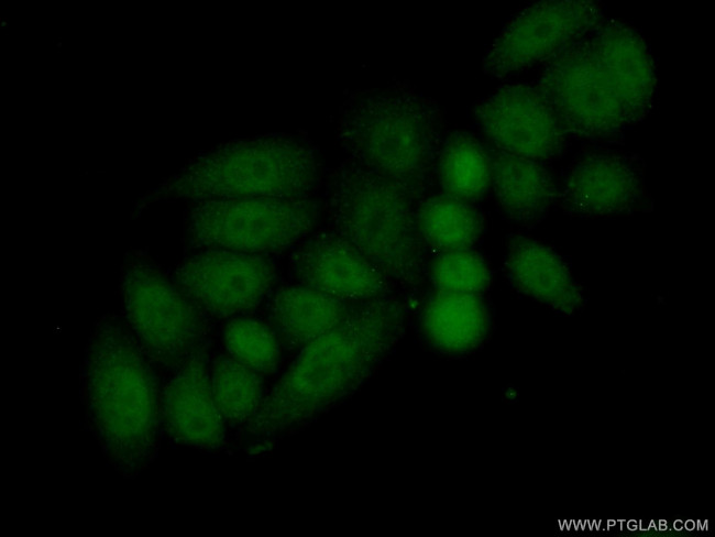 HOXC10 Antibody in Immunocytochemistry (ICC/IF)