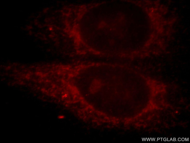 PTPIP51 Antibody in Immunocytochemistry (ICC/IF)