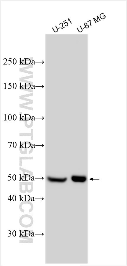 NRG2 Antibody in Western Blot (WB)